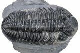 Perfectly Prone, Drotops Trilobite - Large Specimen #222469-6